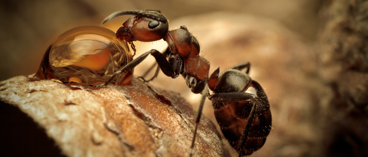 LE SAVIEZ-VOUS ? Certaines tribus utilisent les fourmis pour suturer les plaies ! Fourmis