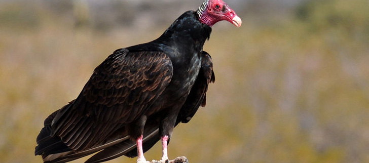 Le Saviez-Vous ? Le principal moyen de défense de certains vautours est de vomir sur leurs prédateurs ! Urubu-rouge