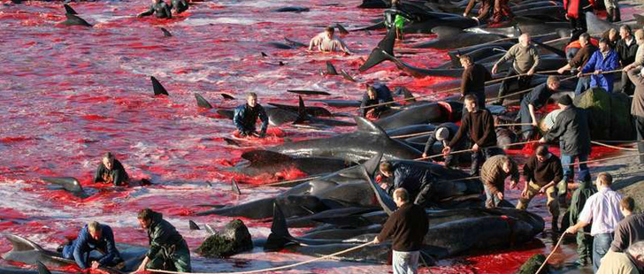  Le saviez-vous ? Aux îles Féroé, il existe une tradition annuelle où l’on massacre des centaines de dauphins et de baleines ! Massacre-dauphins
