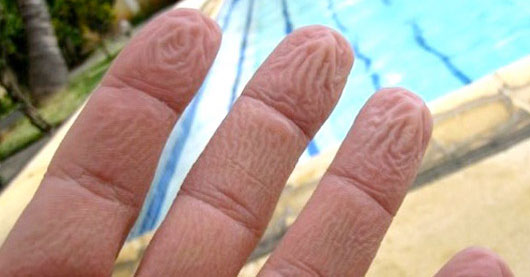 Le phénomène du fripement des doigts dans l’eau