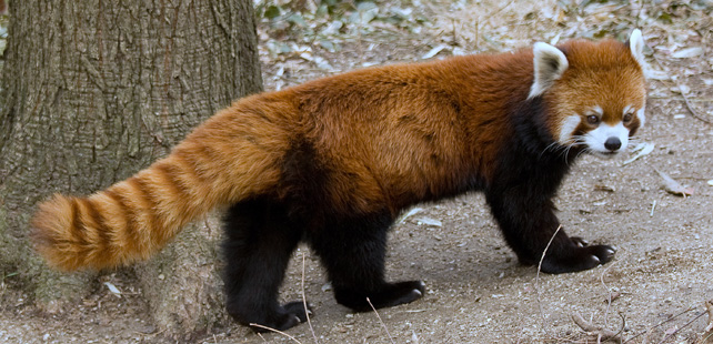 L'animal de Firefox n'est pas un renard !