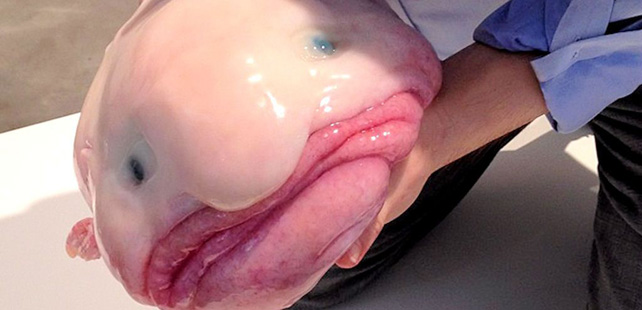 Le saviez-vous ? Le blobfish, l’animal le plus moche du monde ! Blobfish-poisson
