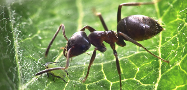 Le poids total de toutes les fourmis est environ le même que celui ...