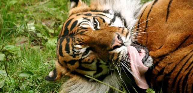 Le saviez-vous ? Une malaisienne a sauvé son mari d’un tigre en le battant avec une cuillère à soupe ! Tigre-femme