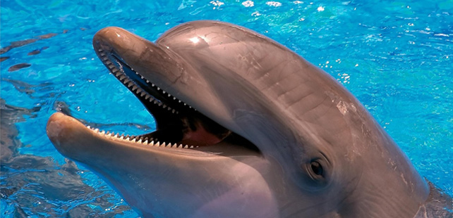 Les dauphins se droguent ! | Le Saviez-Vous ?