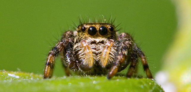 Le saviez-vous ? Certaines araignées ont une partie de leur cerveau dans leurs pattes ! Araignee
