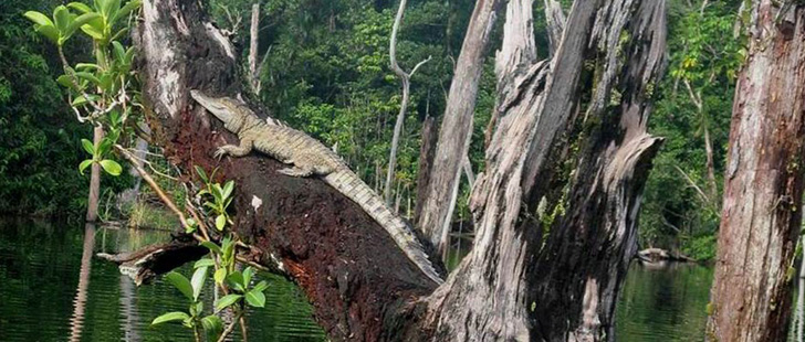 Le saviez-vous ? Les crocodiles peuvent grimper aux arbres ! Crocodile