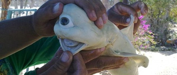 Un requin albinos avec un seul œil a été retrouvé par des pêcheurs mexicains en 2011 !