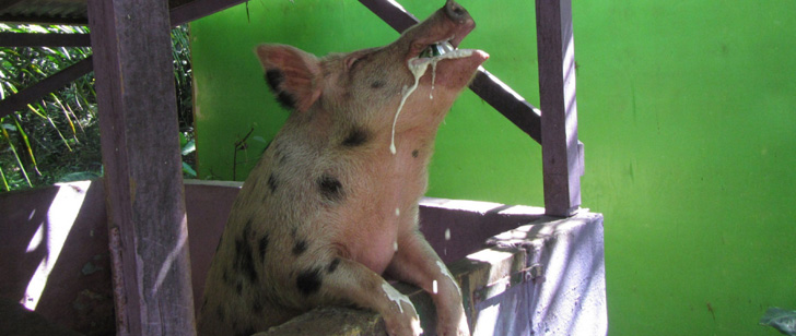 En Australie, un cochon a bu 18 bières qu’il a volées dans un camping et a ensuite tenté de combattre une vache !