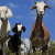 Au lieu d'utiliser des tondeuses à gazon, Google a loué 200 chèvres pour couper l'herbe autour de leur siège !