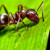 Les fourmis survivent dans un micro-ondes en marche !