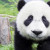 Les pandas passent environ 12 heures par jour à manger du bambou !