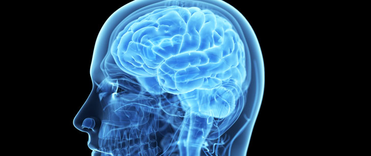 Notre cerveau a rétréci de 10% au cours des 30 000 dernières années !