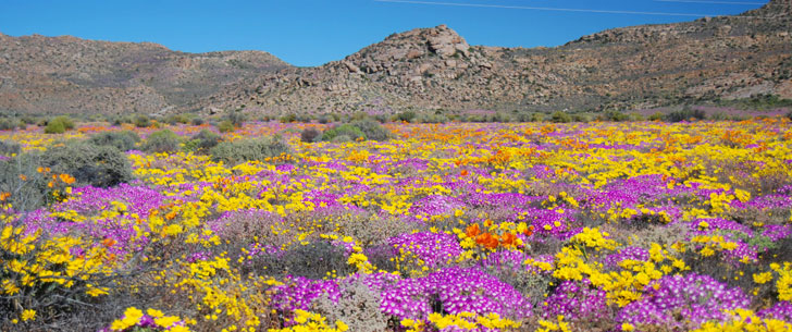 Il existe un désert qui se transforme chaque printemps en une vaste étendue de fleurs !