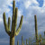 Le cactus Saguaro prend 75 ans pour développer un bras latéral !