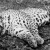 Le léopard de Panar, le léopard qui a tué et mangé 400 personnes !