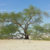 En plein désert du Bahreïn, il y a un seul arbre vieux de 400 ans nommé l'arbre de la vie !