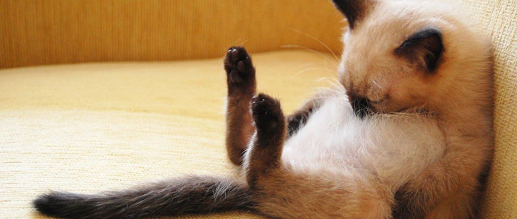 Les chats passent 70% de leur vie à dormir !