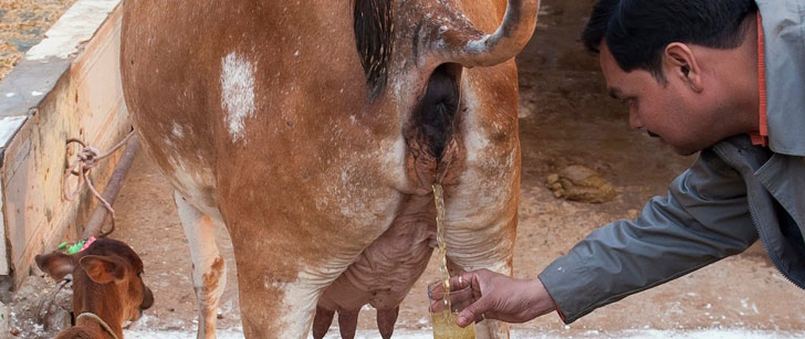 Le saviez-vous ? En inde, il y a une boisson gazeuse fabriquée à partir d’urine de vache ! Urine-vache