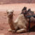 Douze chameaux ont été disqualifiés d'un concours de beauté saoudien pour avoir reçu des injections de Botox !