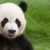 Le panda peut déféquer 40 fois par jour !