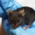 Des scientifiques ont pu connecter les cerveaux de 4 rats via électrodes !