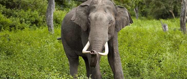 Le saviez-vous?L’animal terrestre avec le plus grand cerveau ! Elephant