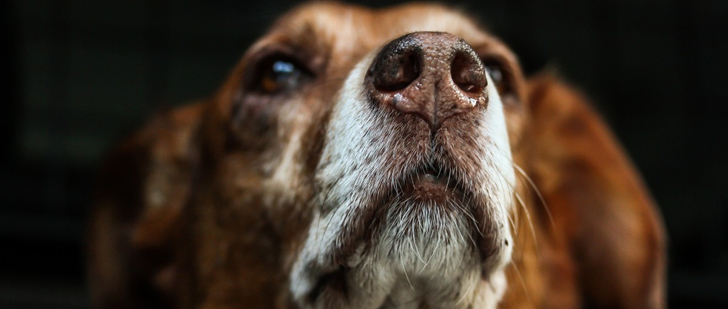  Le saviez-vous?Les chiens peuvent détecter le cancer de la prostate avec une précision de 98% ! Chien-cancer