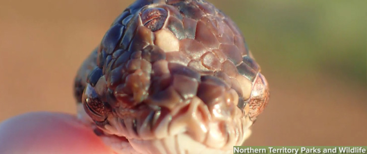 Un serpent à trois yeux a été découvert en Australie !