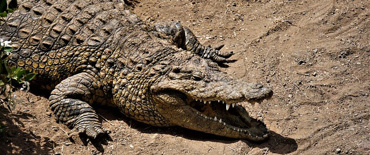 Combien un crocodile tue d'êtres humains
