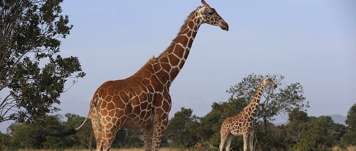Le saviez-vous ? La girafe s’est déjà éteinte dans sept pays d’Afrique ! Girafe